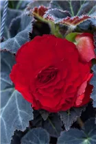 Begonia x tuberhybrida, rot - Begonia x tuberhybrida, rot Begonia x tuberhybrida, rot - Begonia x tuberhybrida, rot