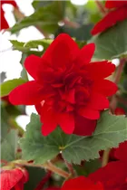 Begonia x tuberhybrida, rot - Begonia x tuberhybrida, rot Begonia x tuberhybrida, rot - Begonia x tuberhybrida, rot