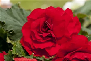 Begonia x tuberhybrida, rot - Begonia x tuberhybrida, rot Begonia x tuberhybrida, rot - Begonia x tuberhybrida, rot
