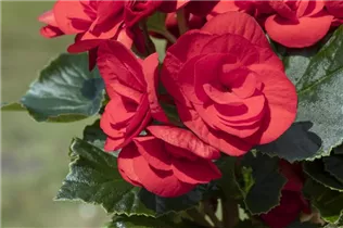 Begonia x tuberhybrida, rot - Begonia x tuberhybrida, rot Begonia x tuberhybrida, rot - Begonia x tuberhybrida, rot