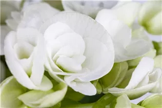 Begonia x tuberhybrida, weiß - Begonia x tuberhybrida, weiß