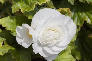 Begonia x tuberhybrida, weiß - Begonia x tuberhybrida, weiß