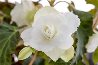 Begonia x tuberhybrida, weiß - Begonia x tuberhybrida, weiß