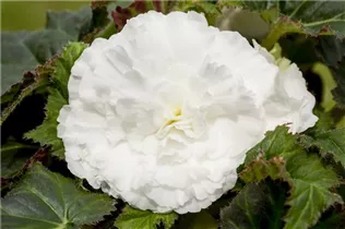 Begonia x tuberhybrida, weiß - Begonia x tuberhybrida, weiß
