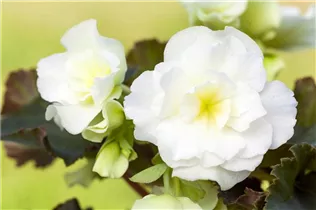 Begonia x tuberhybrida, weiß - Begonia x tuberhybrida, weiß