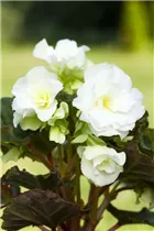 Begonia x tuberhybrida, weiß - Begonia x tuberhybrida, weiß