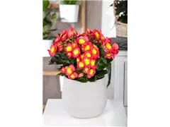 Begonia elatior 'Valentino' - Begonie 'Valentino' Begonia elatior 'Valentino' - Begonie 'Valentino'