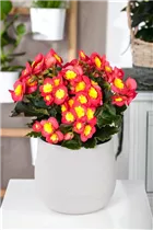 Begonia elatior 'Valentino' - Begonie 'Valentino' Begonia elatior 'Valentino' - Begonie 'Valentino'