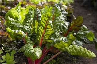 Beta vulgaris var. cicla, rot - Blatt-Mangold Beta vulgaris var. cicla, rot - Blatt-Mangold