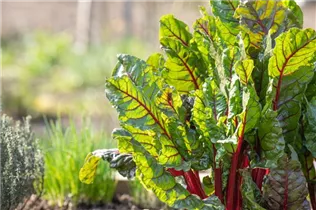 Beta vulgaris var. cicla, rot - Blatt-Mangold Beta vulgaris var. cicla, rot - Blatt-Mangold