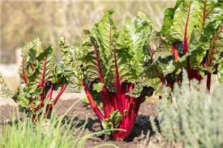 Beta vulgaris var. cicla, rot - Blatt-Mangold Beta vulgaris var. cicla, rot - Blatt-Mangold