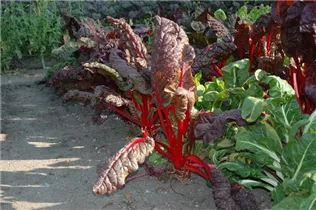 Beta vulgaris var. cicla, rot - Blatt-Mangold Beta vulgaris var. cicla, rot - Blatt-Mangold