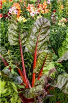 Beta vulgaris var. cicla, rot - Blatt-Mangold Beta vulgaris var. cicla, rot - Blatt-Mangold