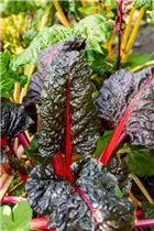 Beta vulgaris var. cicla, rot - Blatt-Mangold Beta vulgaris var. cicla, rot - Blatt-Mangold
