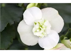 Begonia elatior 'Vigour Green' - Begonie 'Vigour Green' Begonia elatior 'Vigour Green' - Begonie 'Vigour Green'