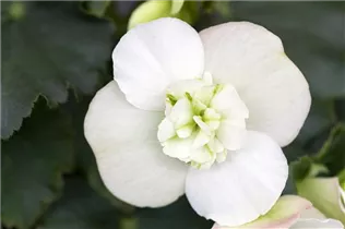 Begonia elatior 'Vigour Green' - Begonie 'Vigour Green' Begonia elatior 'Vigour Green' - Begonie 'Vigour Green'