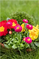 Bellis perennis Pomponette - Gänseblümchen 'Pomponette'