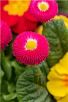 Bellis perennis Pomponette - Gänseblümchen 'Pomponette'