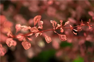 Berberis thunbergii 'Rose Glow' - Berberitze 'Rose Glow'