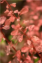 Berberis thunbergii 'Rose Glow' - Berberitze 'Rose Glow'