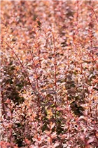 Berberis thunbergii 'Rose Glow' - Berberitze 'Rose Glow'
