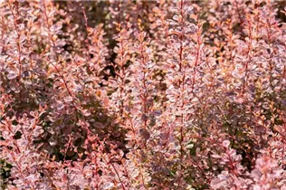 Berberis thunbergii 'Rose Glow' - Berberitze 'Rose Glow'