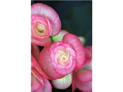 Begonia elatior 'Volcano' - Begonie 'Volcano' Begonia elatior 'Volcano' - Begonie 'Volcano'