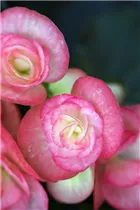 Begonia elatior 'Volcano' - Begonie 'Volcano' Begonia elatior 'Volcano' - Begonie 'Volcano'