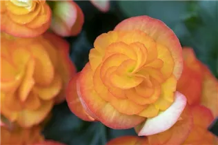 Begonia elatior 'Volcano' - Begonie 'Volcano' Begonia elatior 'Volcano' - Begonie 'Volcano'