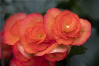 Begonia elatior 'Volcano' - Begonie 'Volcano' Begonia elatior 'Volcano' - Begonie 'Volcano'