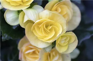 Begonia elatior 'Volcano' - Begonie 'Volcano' Begonia elatior 'Volcano' - Begonie 'Volcano'