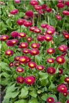 Bellis perennis 'Tasso' - Gänseblümchen 'Tasso'