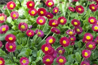 Bellis perennis 'Tasso' - Gänseblümchen 'Tasso'