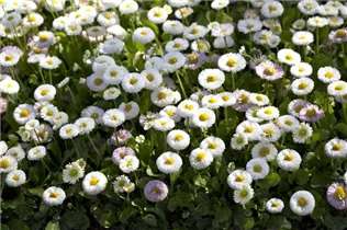 Bellis perennis 'Tasso' - Gänseblümchen 'Tasso'