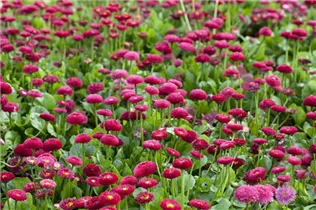 Bellis perennis 'Tasso' - Gänseblümchen 'Tasso'