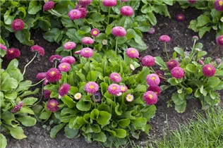 Bellis perennis 'Tasso' - Gänseblümchen 'Tasso'