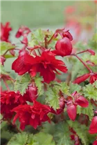 Begonia 'Illumination'® - Girlanden-Begonie 'Illumination'®