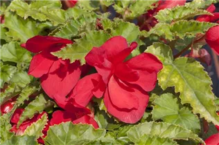 Begonia 'Illumination'® - Girlanden-Begonie 'Illumination'®