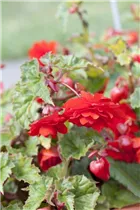 Begonia 'Illumination'® - Girlanden-Begonie 'Illumination'®