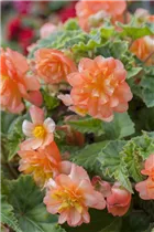 Begonia 'Illumination'® - Girlanden-Begonie 'Illumination'®