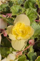 Begonia 'Illumination'® - Girlanden-Begonie 'Illumination'®