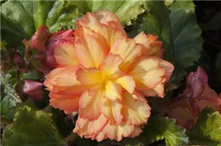Begonia 'Illumination'® - Girlanden-Begonie 'Illumination'®