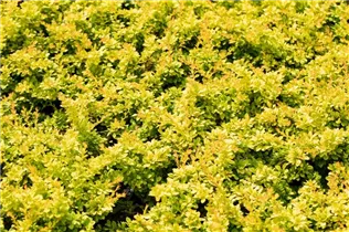 Berberis thunbergii 'Sunsation'® - Berberitze 'Sunsation'®