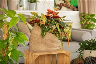 Begonia maculata - Forellenbegonie Begonia maculata - Forellenbegonie