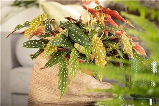 Begonia maculata - Forellenbegonie Begonia maculata - Forellenbegonie