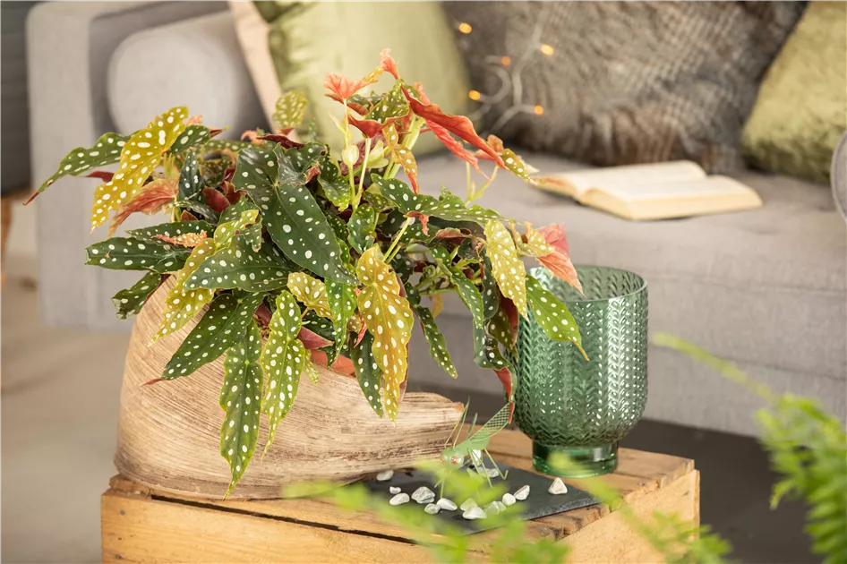 Forellenbegonie, Begonia maculata