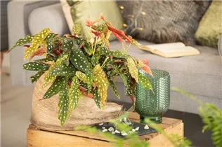 Begonia maculata - Forellenbegonie Begonia maculata - Forellenbegonie