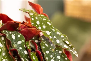 Begonia maculata - Forellenbegonie Begonia maculata - Forellenbegonie