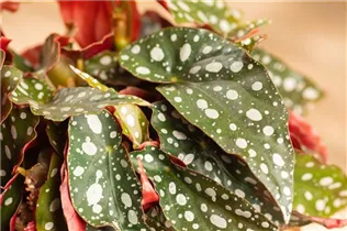 Begonia maculata - Forellenbegonie Begonia maculata - Forellenbegonie