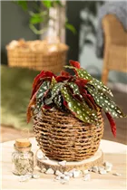 Begonia maculata - Forellenbegonie Begonia maculata - Forellenbegonie